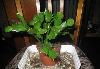 Распродаю все свои растения цены от 30-300 превью 84485 Распродаю все свои растения цены от 30-300 превью 84485.