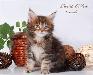 Превью Питомник предлагает котят мейн кун Москва - 2