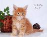 Превью Питомник предлагает котят мейн кун Москва - 3