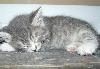 Превью Серенький котенок Нижний Новгород - 3