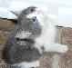 Превью Котенок Нижний Новгород - 3