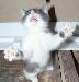 Превью Котенок Нижний Новгород - 4