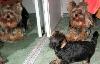 Превью Выставочные йоркширские терьеры Москва - 2