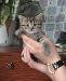 Превью Котята британские короткошерстные Балашиха - 1