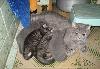 Превью Котята британские короткошерстные Балашиха - 2