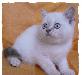 Превью Лилак-тебби-пойнт (лиловый линкс) Санкт-Петербург - 2