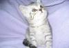 Британские  котята г Ивантеевка превью 800140.