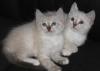 Сиамские (тайские) котята превью 801460.