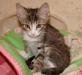 Полосатая котенок-девочка ищет дом превью 801472.