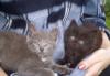 Котята в дар очень забавные превью 801513.