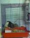 Продам клетку для грызунов превью 801578.