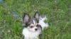 Превью Чихуахуа мини мальчик от чемпиона Москва - 4
