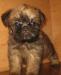 Щенки гриффона превью 802149.