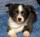 Щенки чихуа, кобели за 5000руб превью 802592.