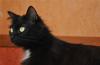 Отдам черную пушистую кошку Молодая превью 802894.