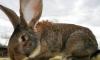 Кролики гиганты превью 803243.