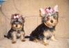 Щенки йоркширского терьера,девочки превью 803728.