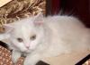 Белая кошечка, метис  перса, в дар превью 803935.