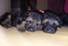 Крупные щенки немецкой овчарки превью 804395.