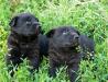 В дар очаровательные щенки, 1 мес превью 804506.