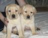 Лабрадор-ретривер - щенули-красотули превью 804589.