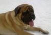 Отличные щенки английского мастифа превью 804655.