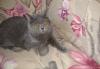 Британские котята превью 804678.
