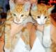 Котята рыжики ищут дом превью 804809.
