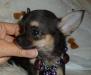 Чихуахуа девочка мини-микро превью 804984.