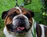 Английского бульдога превью 800515.