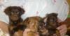 Щенки той-терьера д/ш превью 805029.