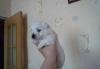 Превью Щенки вест хайленд вайт терьера Великий Новгород - 2