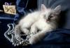 Невские маскарадные сибирские котята превью 805545.