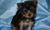 Йоркширского терьера щенки 3 мес превью 805661.