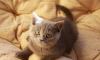 Котята британцы очень красивые, ждут новых хозяев превью 805844.