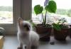 Cиамские старотипные клубные котята превью 806450.