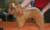 Превью Стрижки собак,йорк,пекинес,орхидея Санкт-Петербург - 0