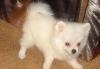 Белый немецкий шпиц превью 806643.