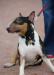 Пропал 3х-цветных маленький бультерьер-кобель превью 806841.