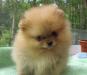 Померанский (карликовый) шпиц превью 807025.