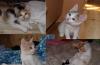 Четыре двухмесячных котенка ищут дом превью 807057.