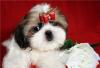 Ши-тцу - щенки,вязки превью 807507.