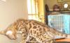 Бенгальские котята - домашние ласковые леопардики превью 808198.
