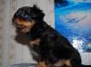 Щенки той терьера дл/ш девочка и мальчик превью 809887.