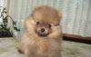 Шпиц немецкий миниатюрный(померанский) превью 811523.