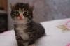 Отдам в хорошие руки котенка бесплатно превью 811570.
