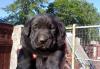 Щенок-крепыш в добрые руки превью 811710.