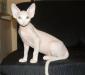 Голенькие котята - Канадского сфинкса превью 810210.