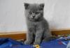 Котята британские превью 812032.