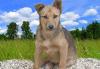 Щенок, 5 мес. Отдадим в добрые руки превью 812121.